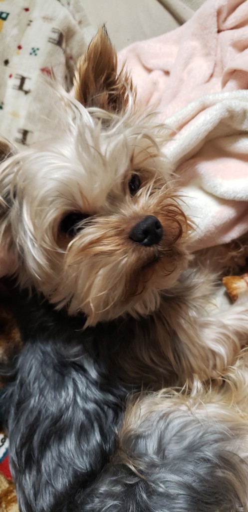 SUKALA】レオパードプリントベーシックレギンス(XS・S・M・L・LLサイズ