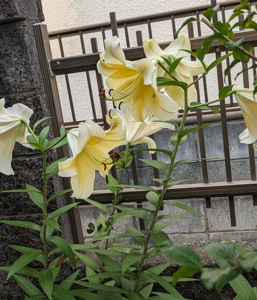 ユーザーアイコン