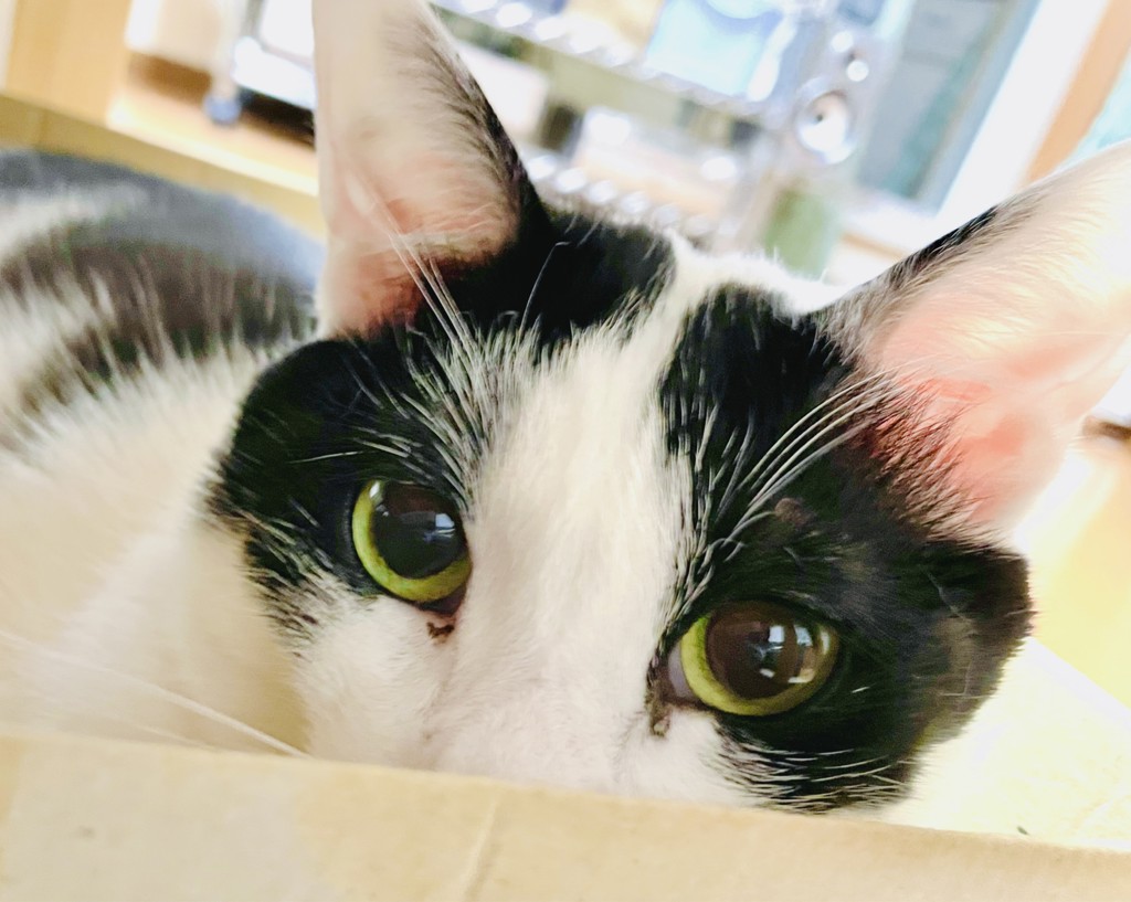 ママキー
