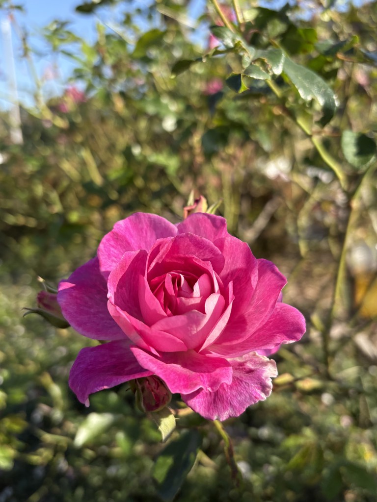 味のれん福箱|おせんべい・おかきの通信販売|新潟味のれん本舗