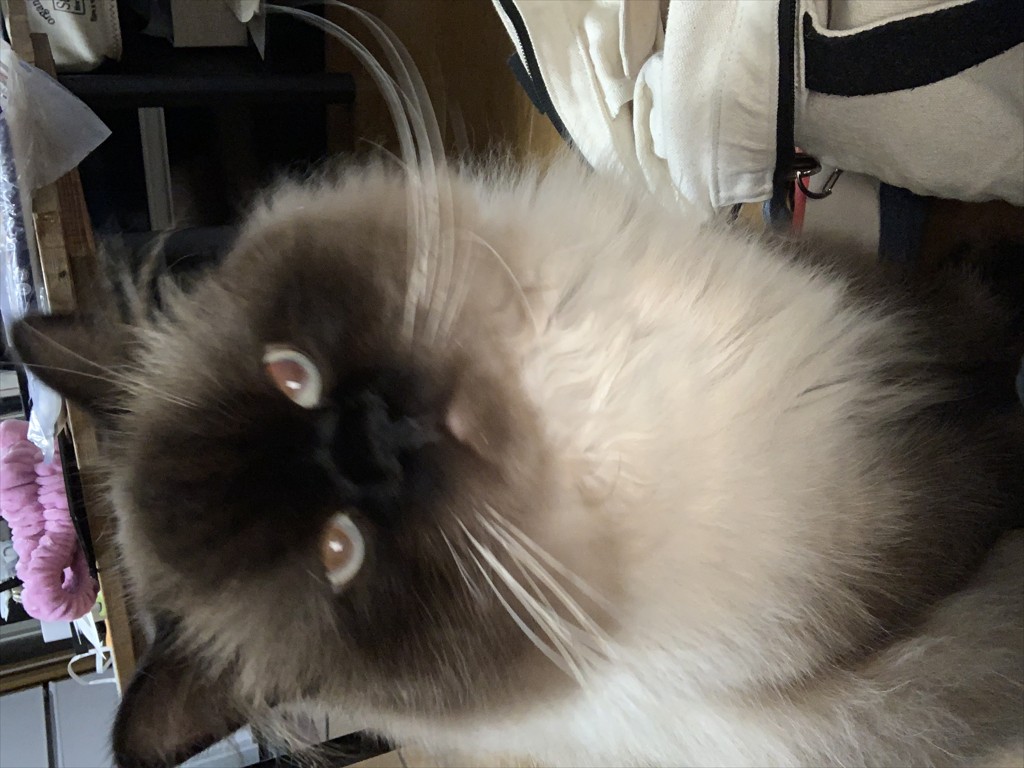 たま