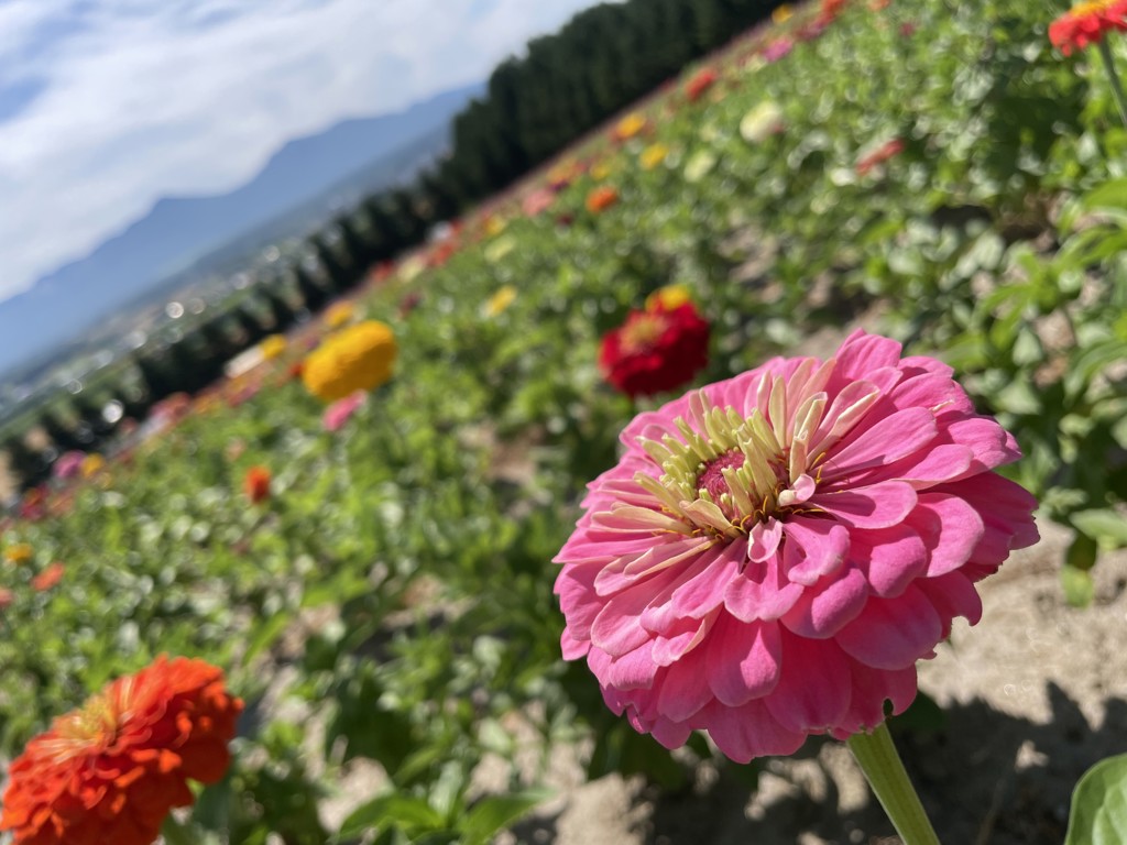 みっくす