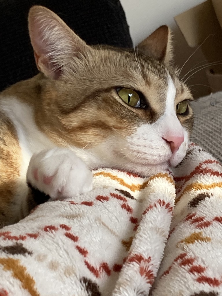 バニ子