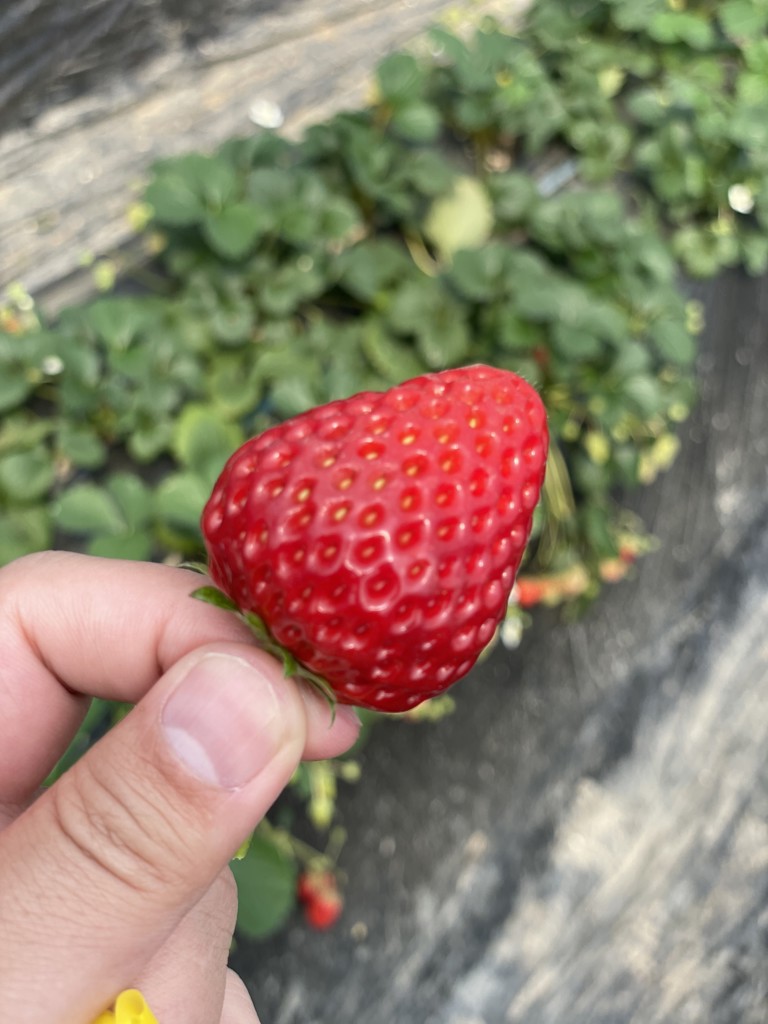 きゅーぴー
