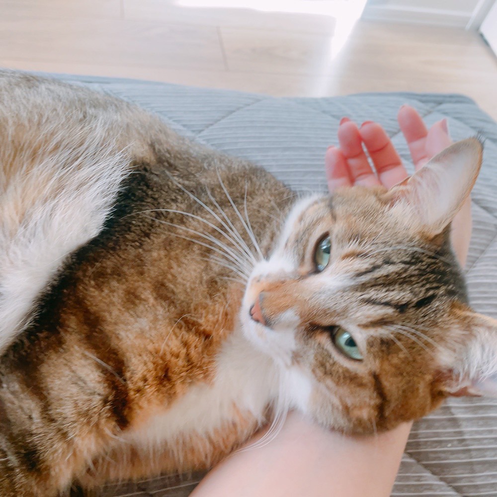 こまち
