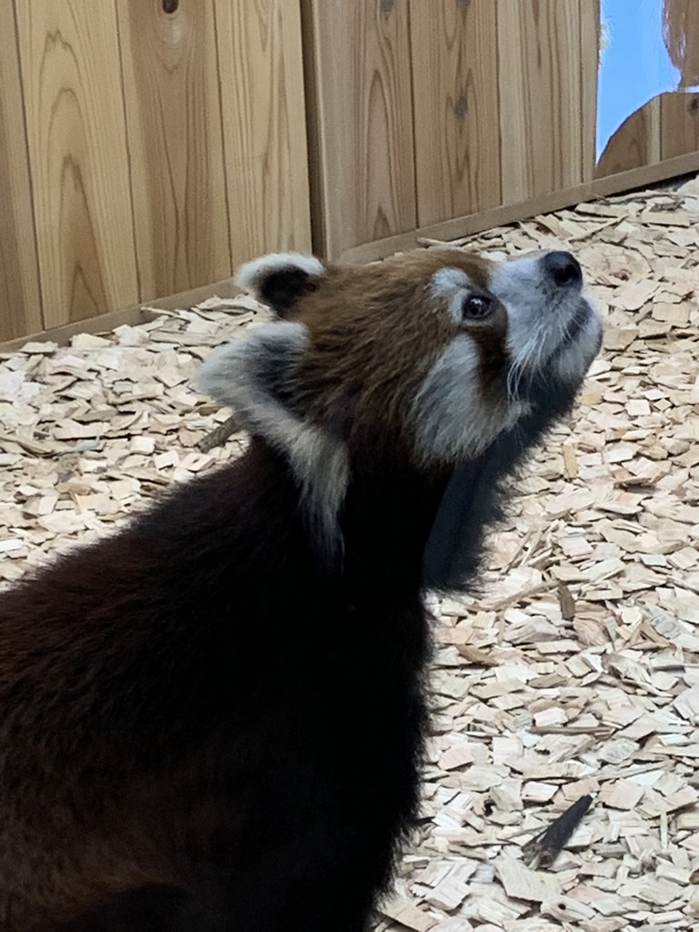 ゆうっち