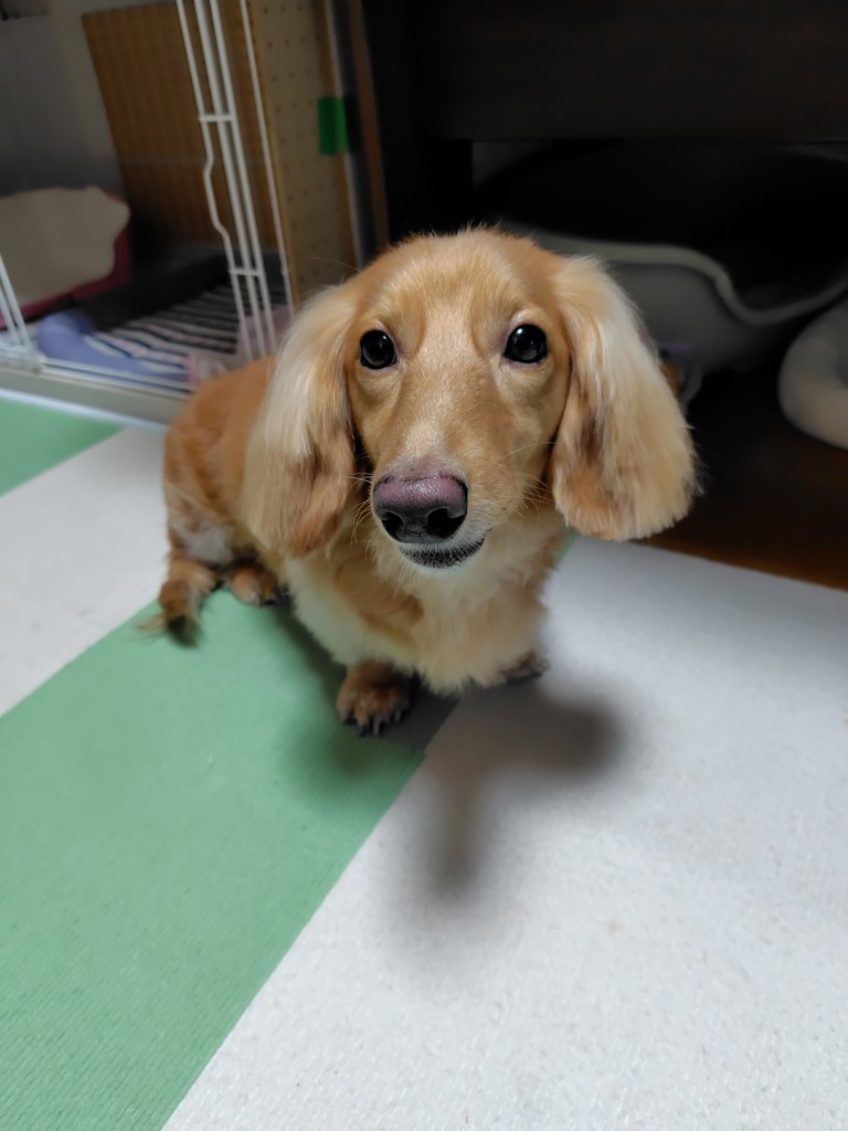 ユーザーアイコン