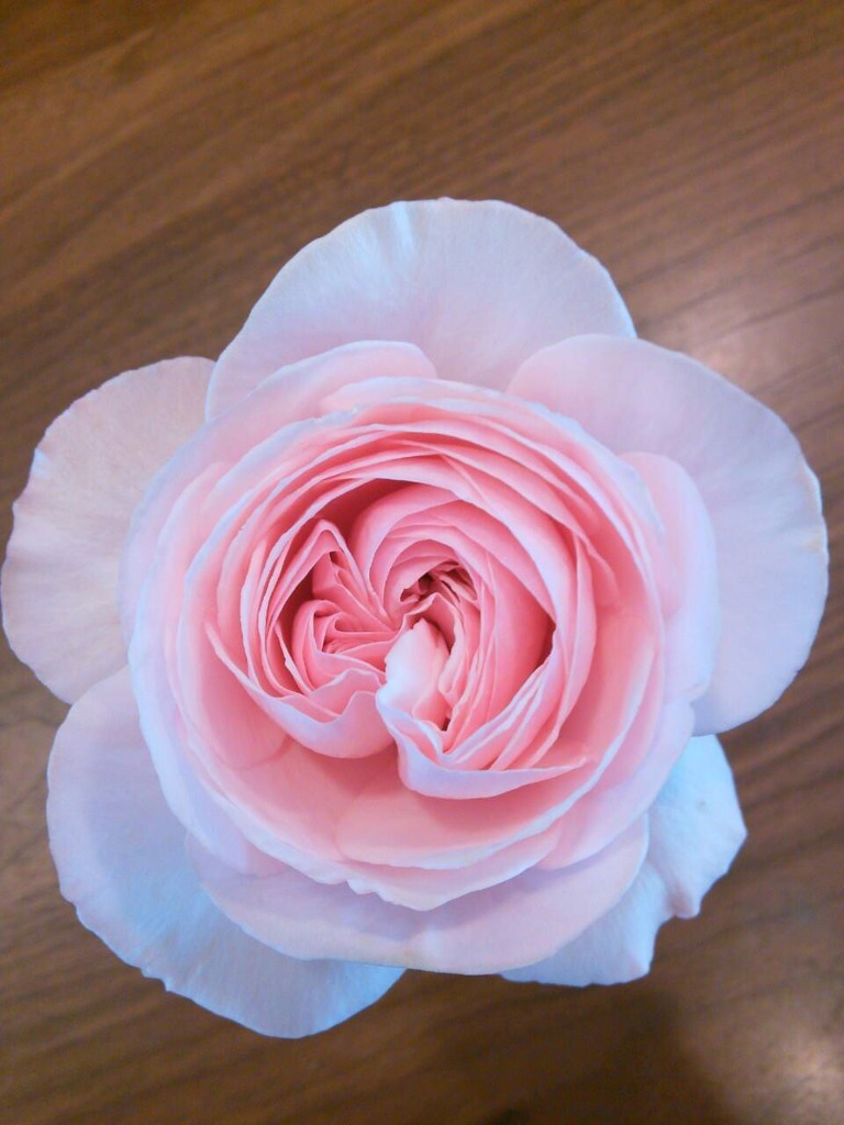 ネイビー