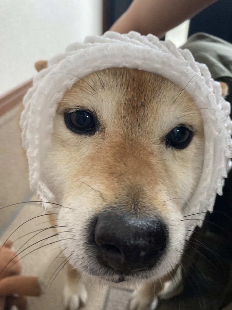ピジョン