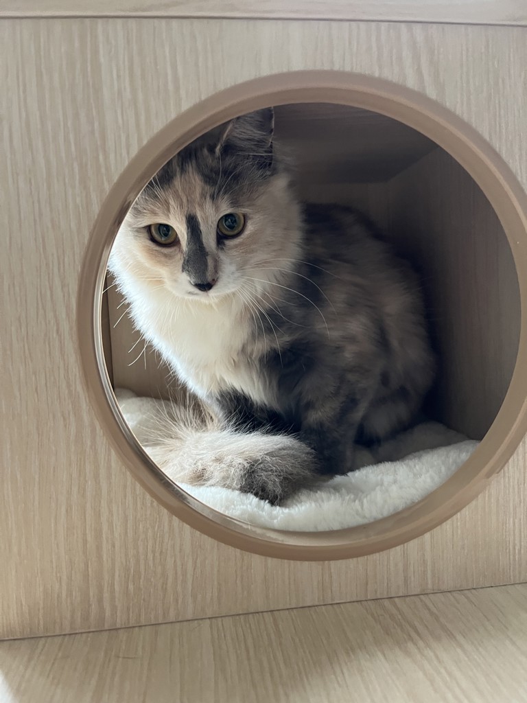 クッション ポム ビーズクッション 約35×35cm｜イケヒコ公式通販