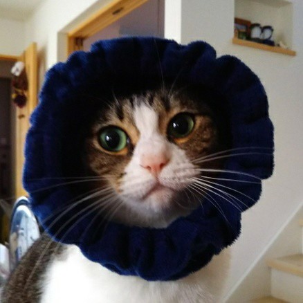 satomomola