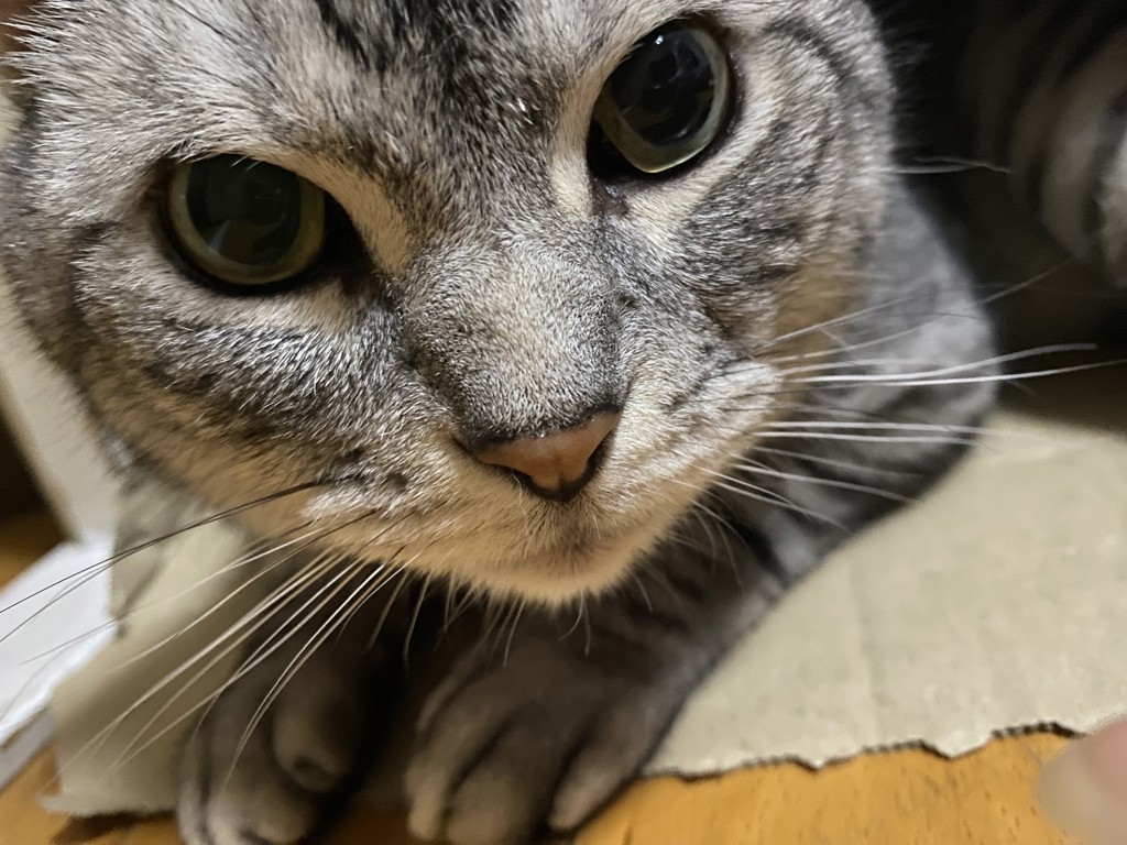 にゃんぺー
