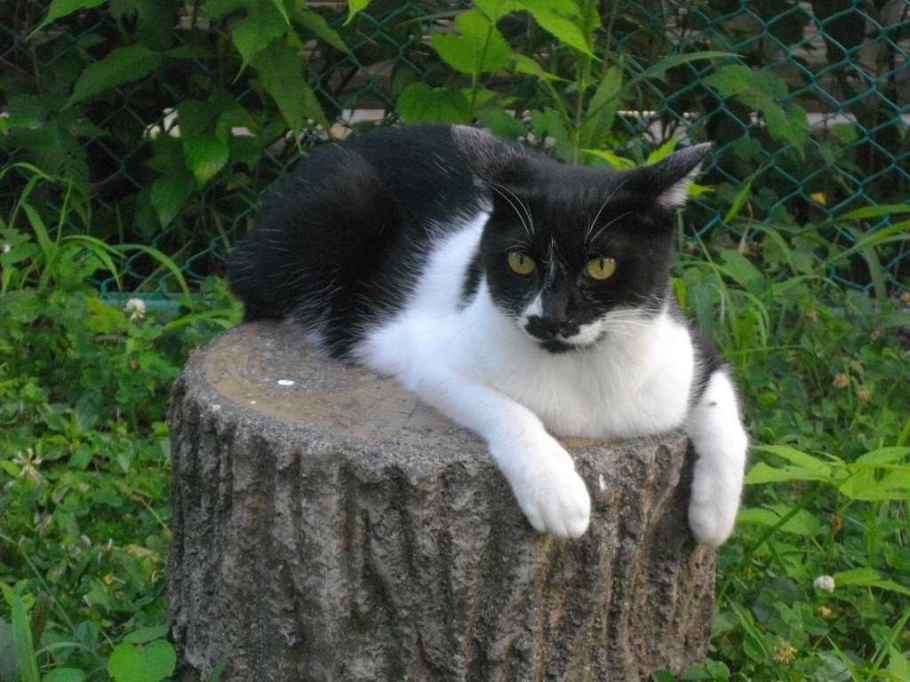 Mococo