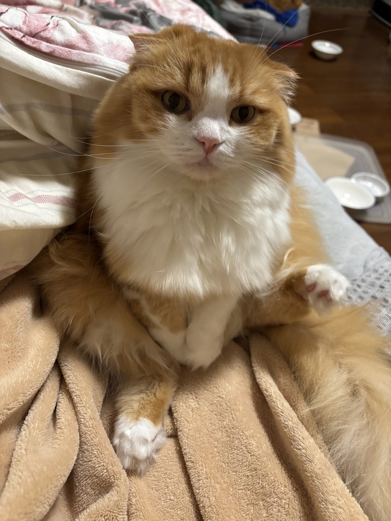 子にゃんこ