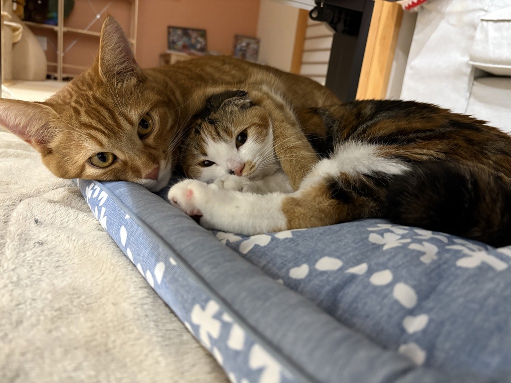 むぎしょこら