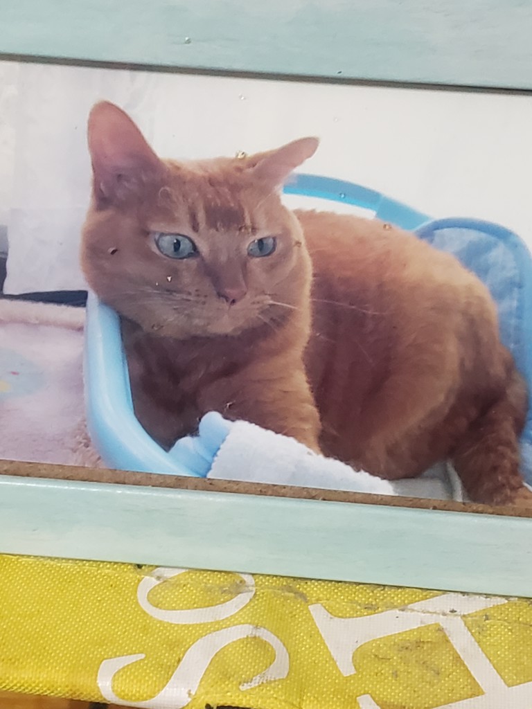 ユーザーアイコン