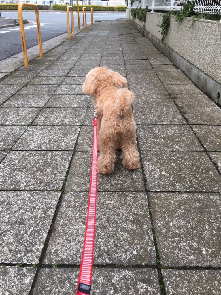 いかちん
