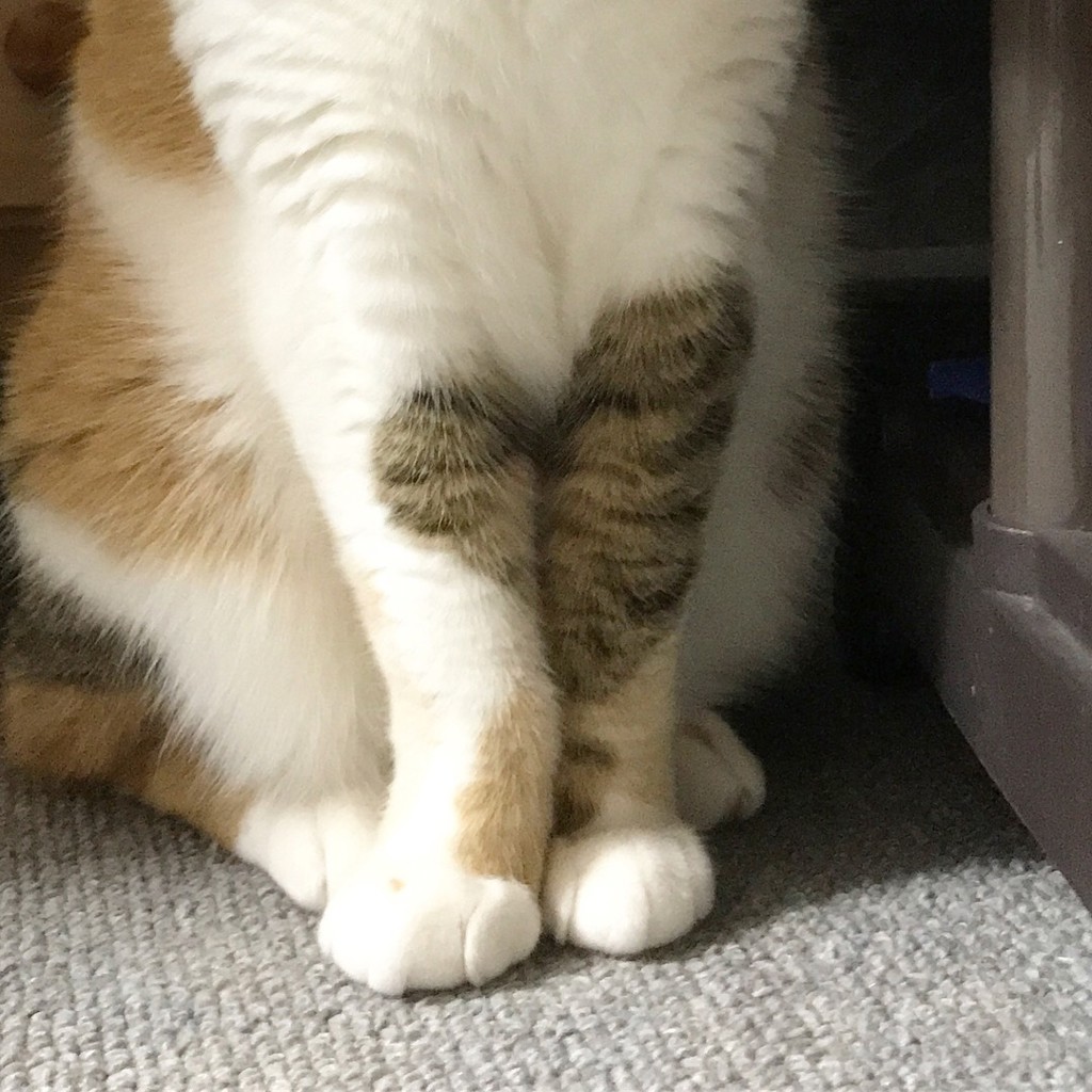 NekoLove