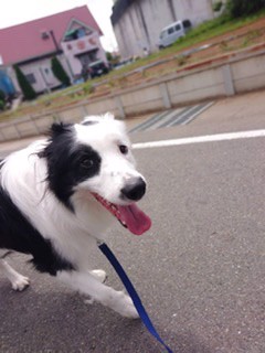 sachi