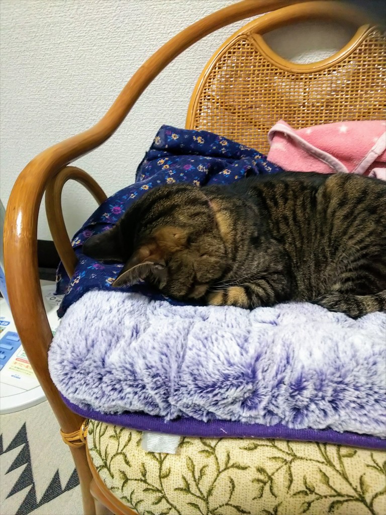 ペコキコ