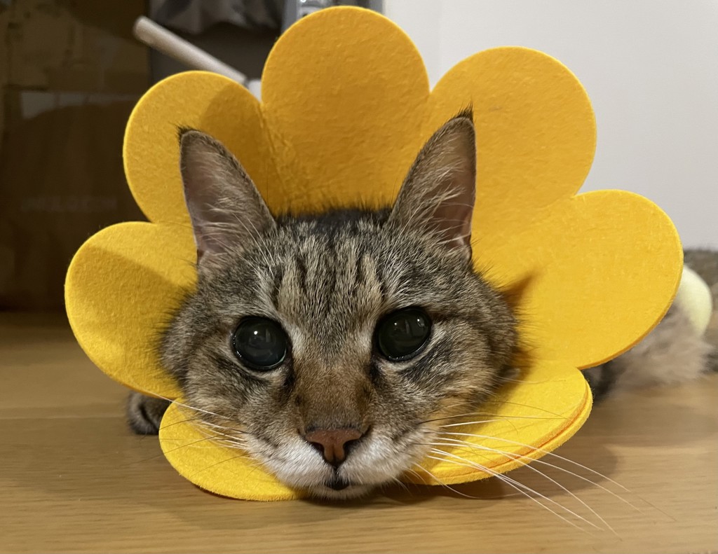 ちゃんさん