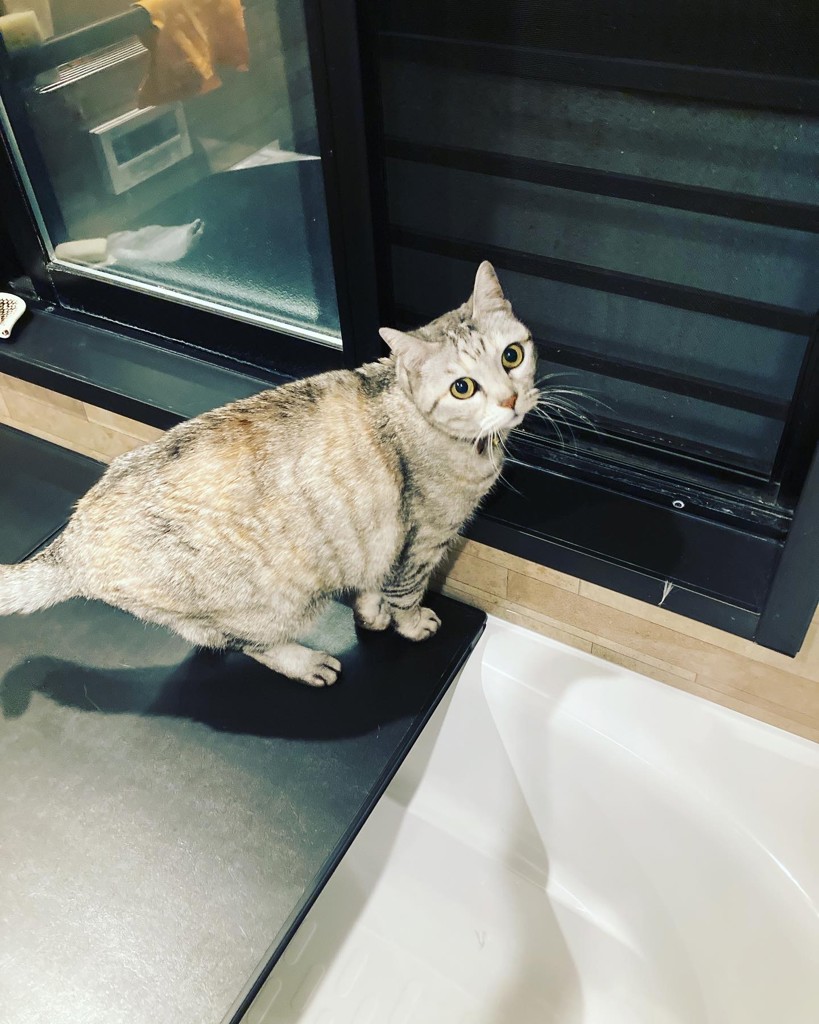 ちゃこま