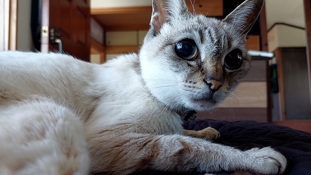 ラム