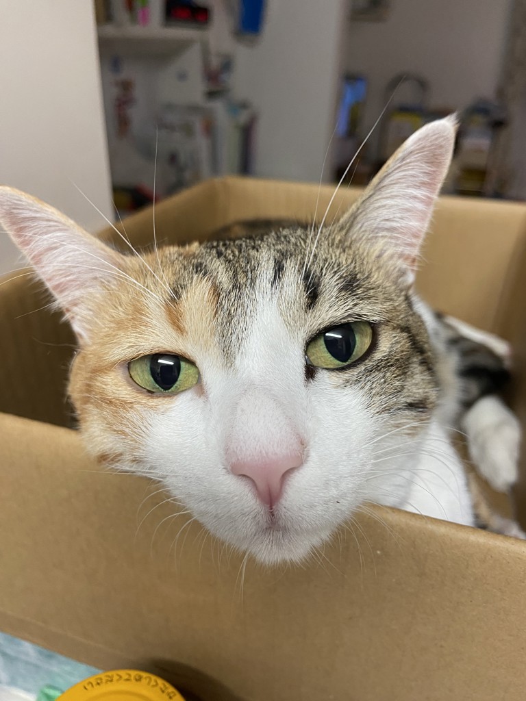 きなこ
