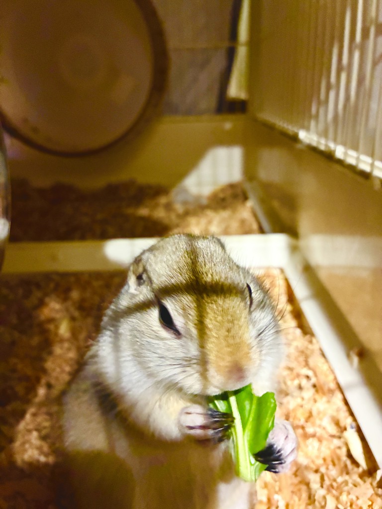 ユーザーアイコン