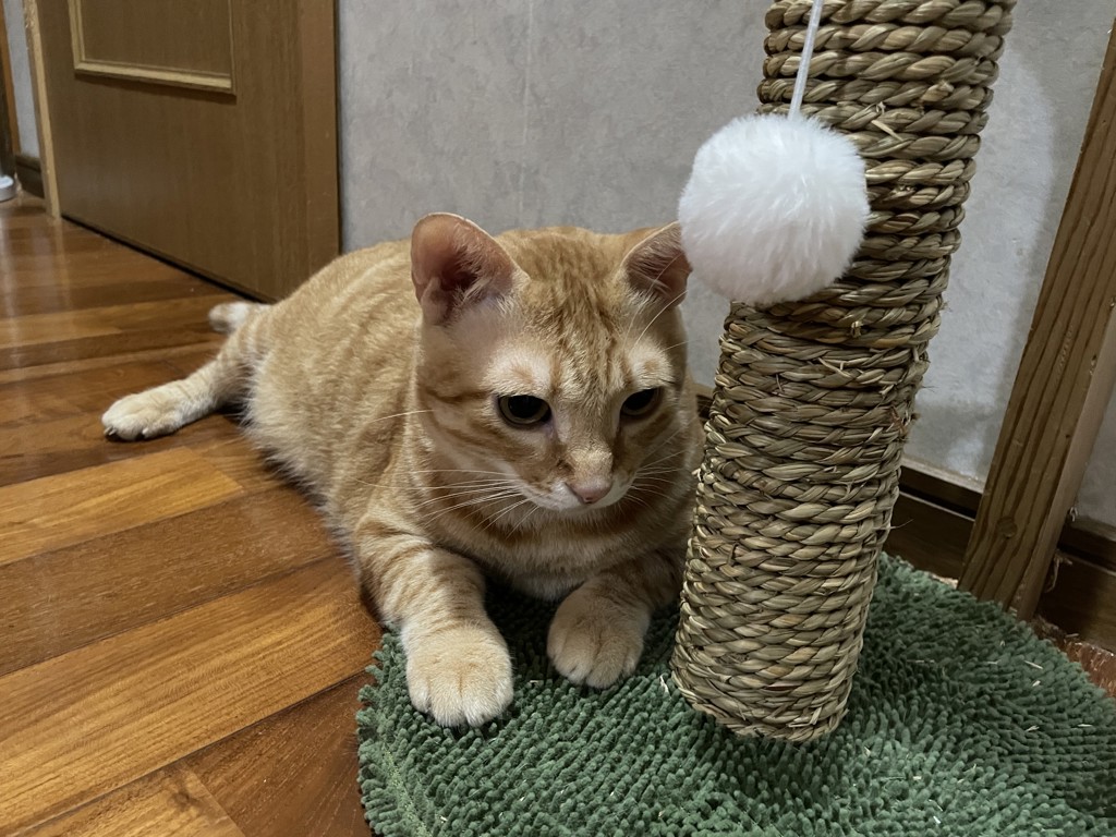 ベジタブルチップスアソート6pcs｜DEAN & DELUCA【公式】