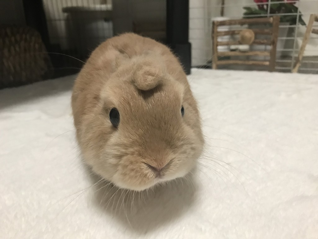 モコ