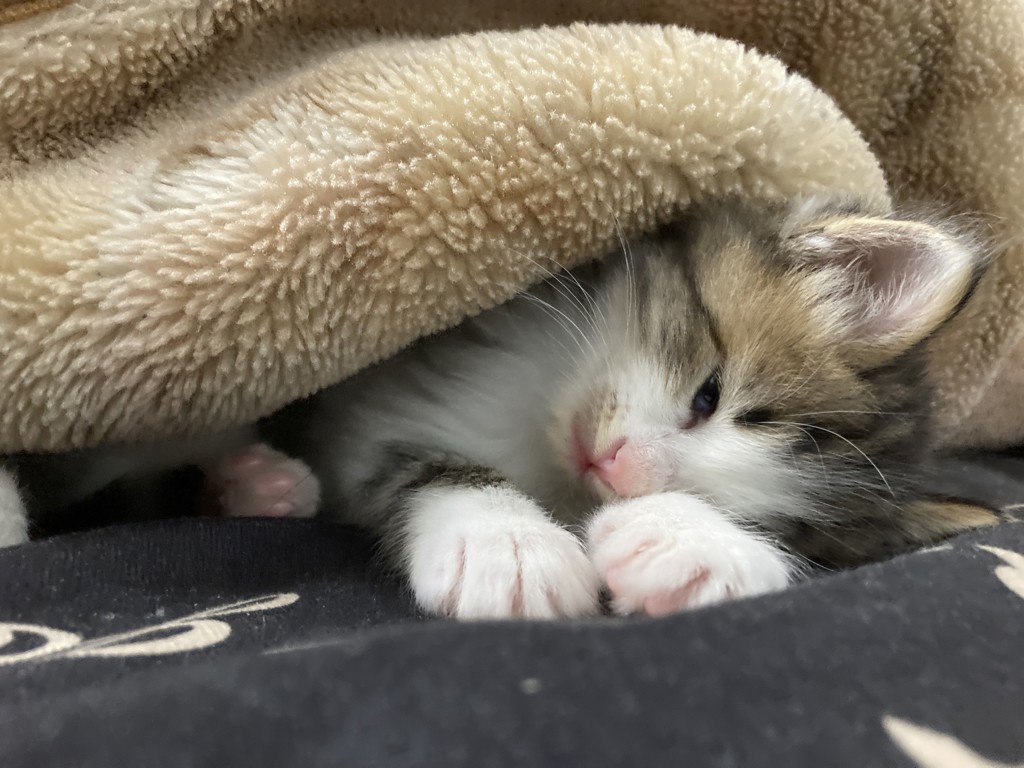 あーちゃん