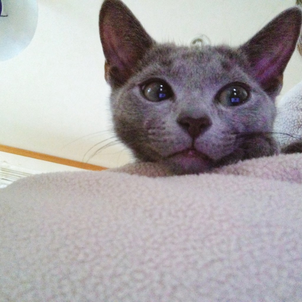 ユーザーアイコン