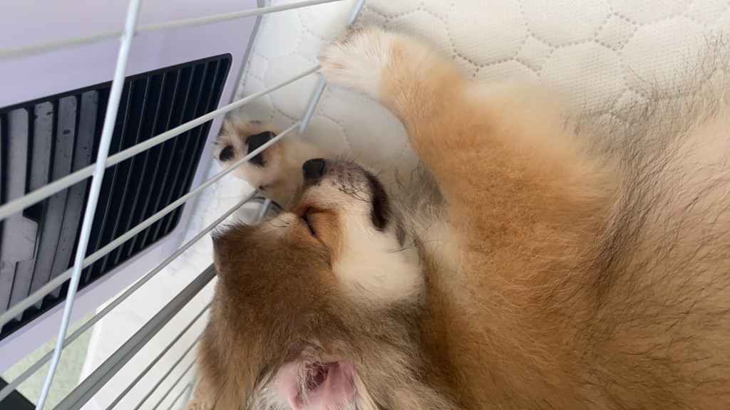 ミズキ