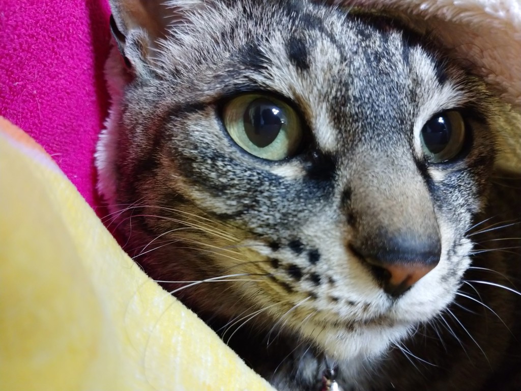 ユーザーアイコン