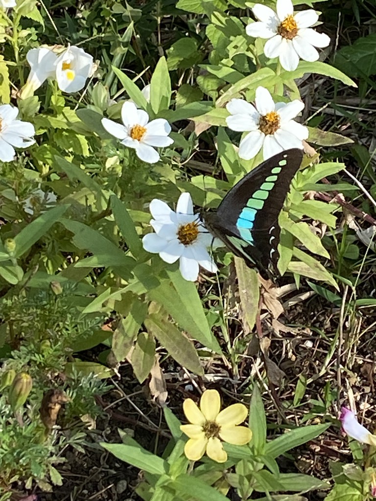 CA