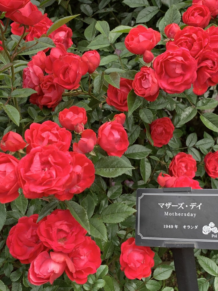 みぽ