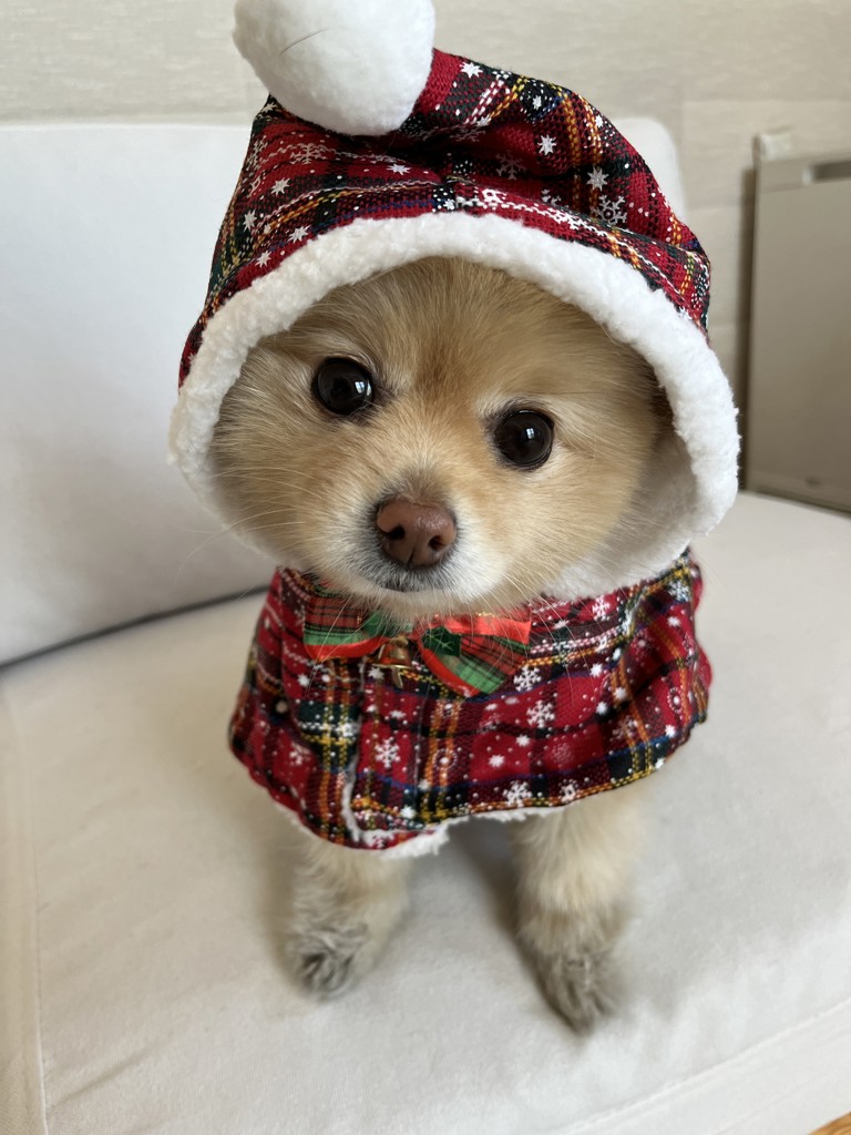 オールドテディ スタイクリップ L/JEOTE-183084(イエロー): LOVERARY