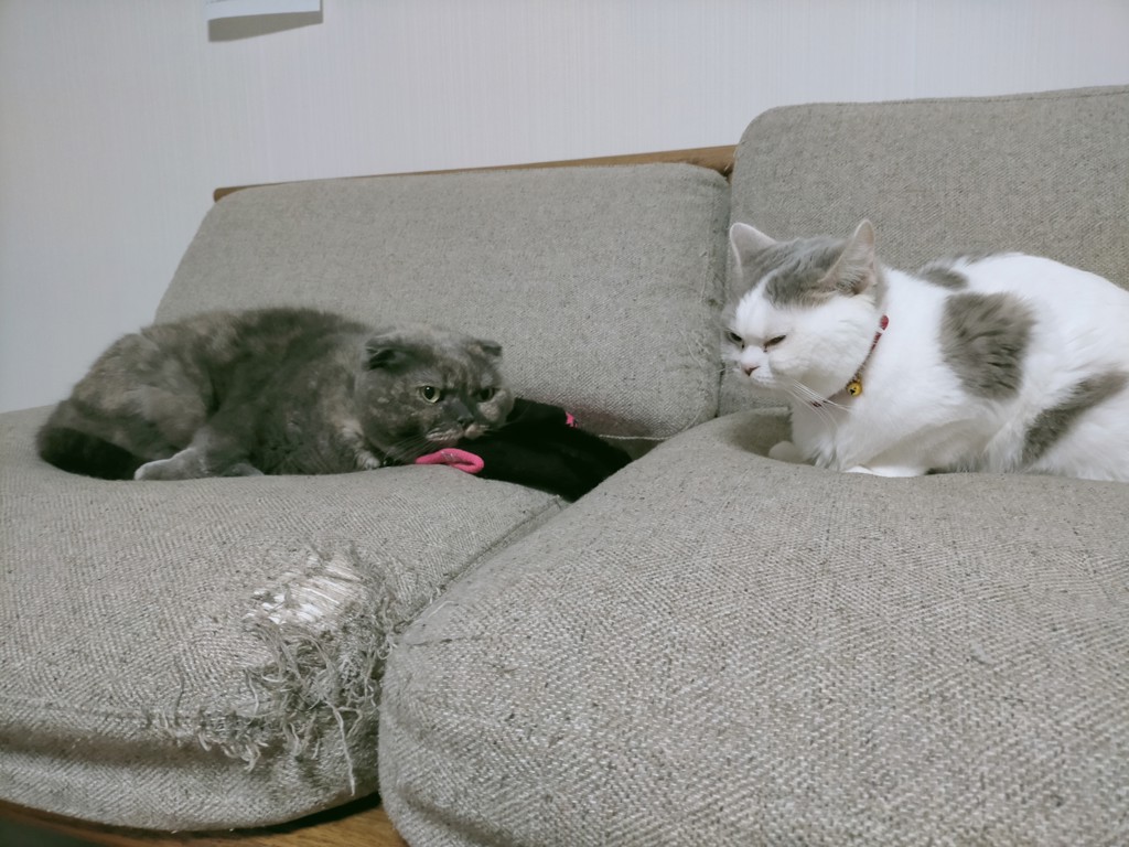代名詞