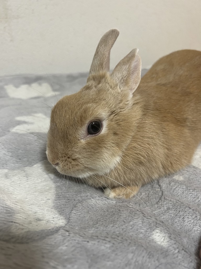 だっちゃん