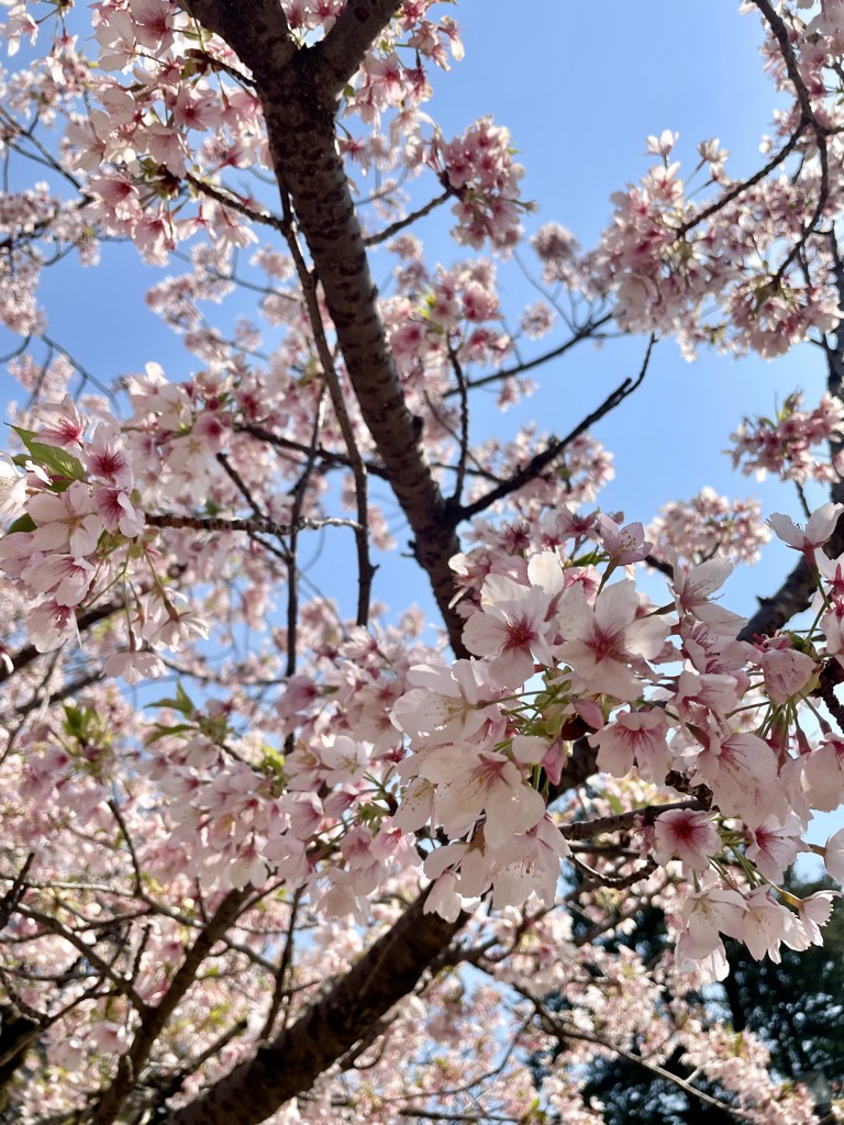 うたも