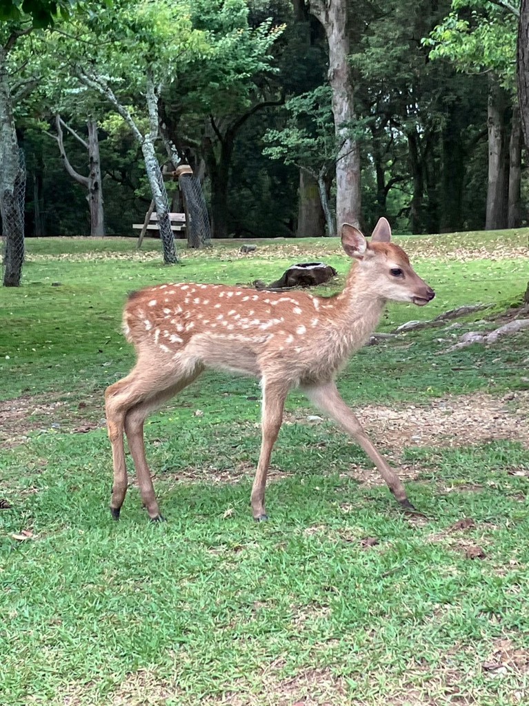 奈良公園の鹿