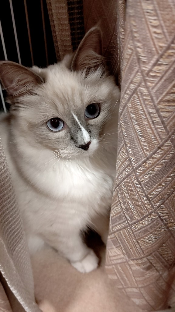 華