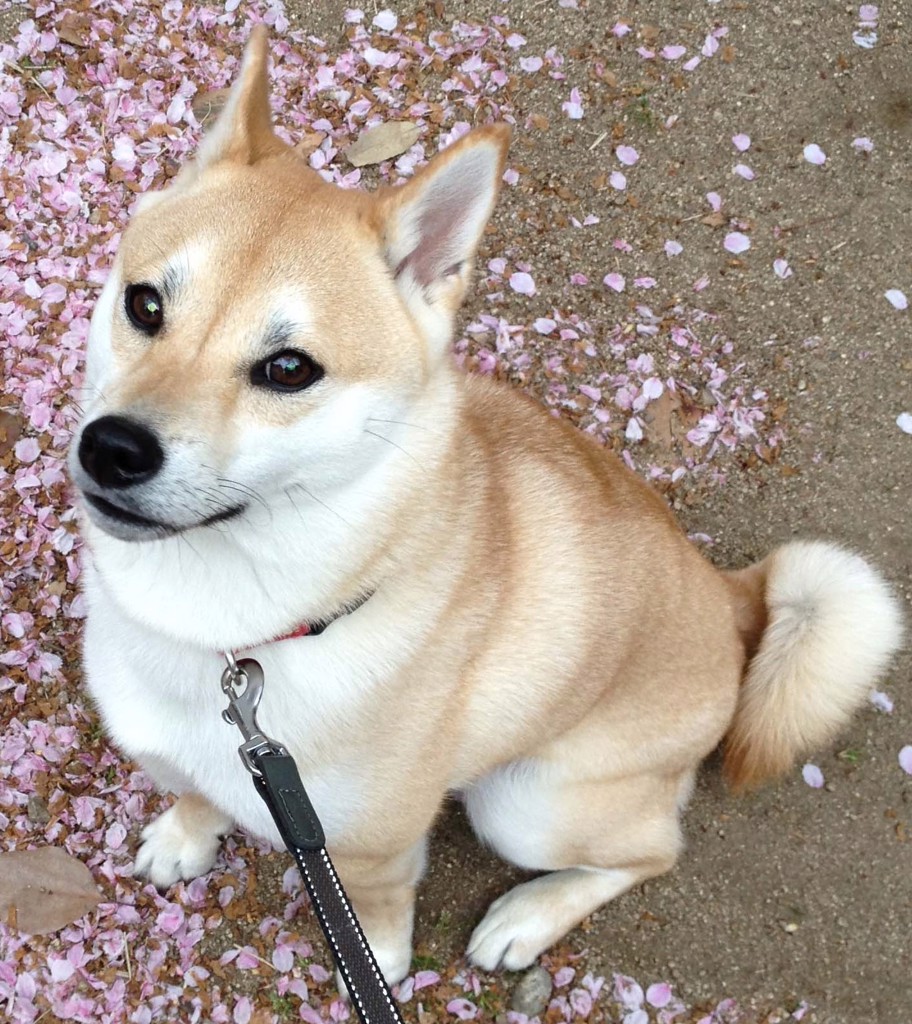 あつかほ