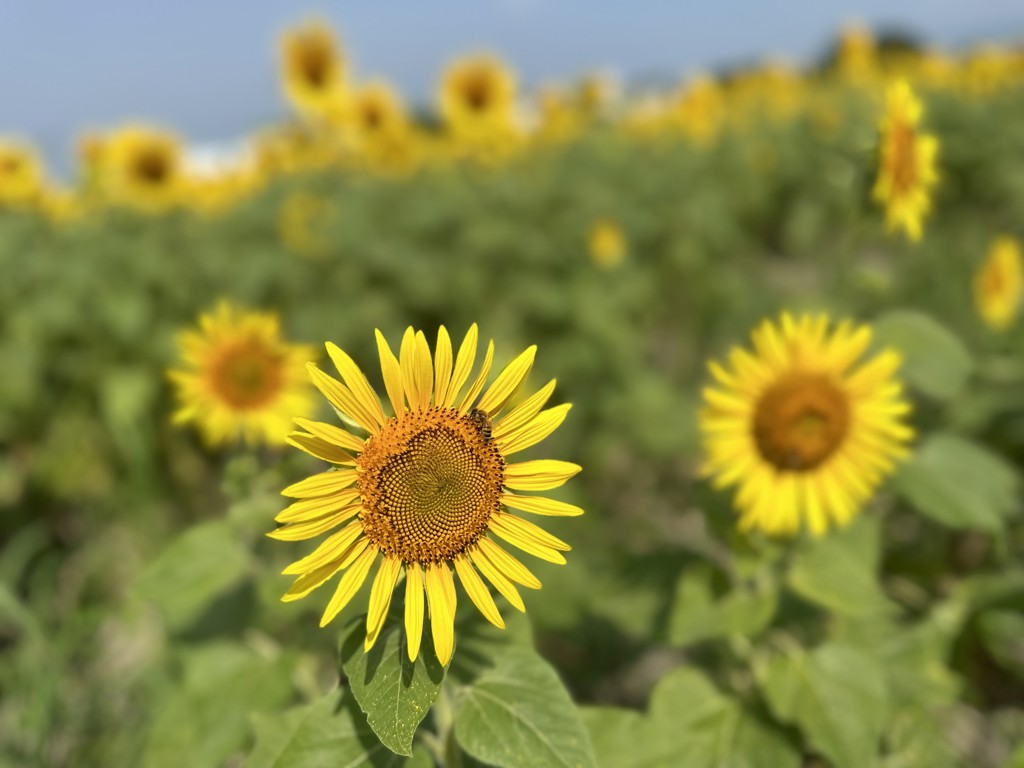 ユーザーアイコン