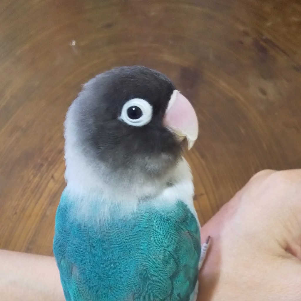 クリスマス特集22 背負いカゴ 丸 広口 小 Dprd Jatimprov Go Id