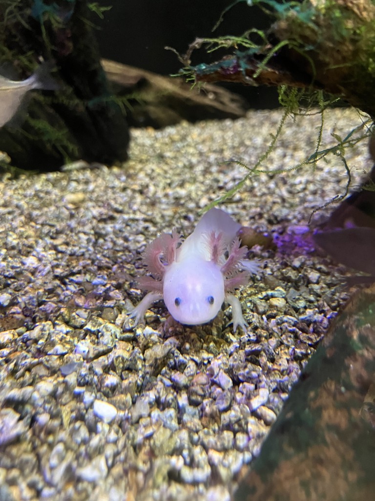 なっちゃん