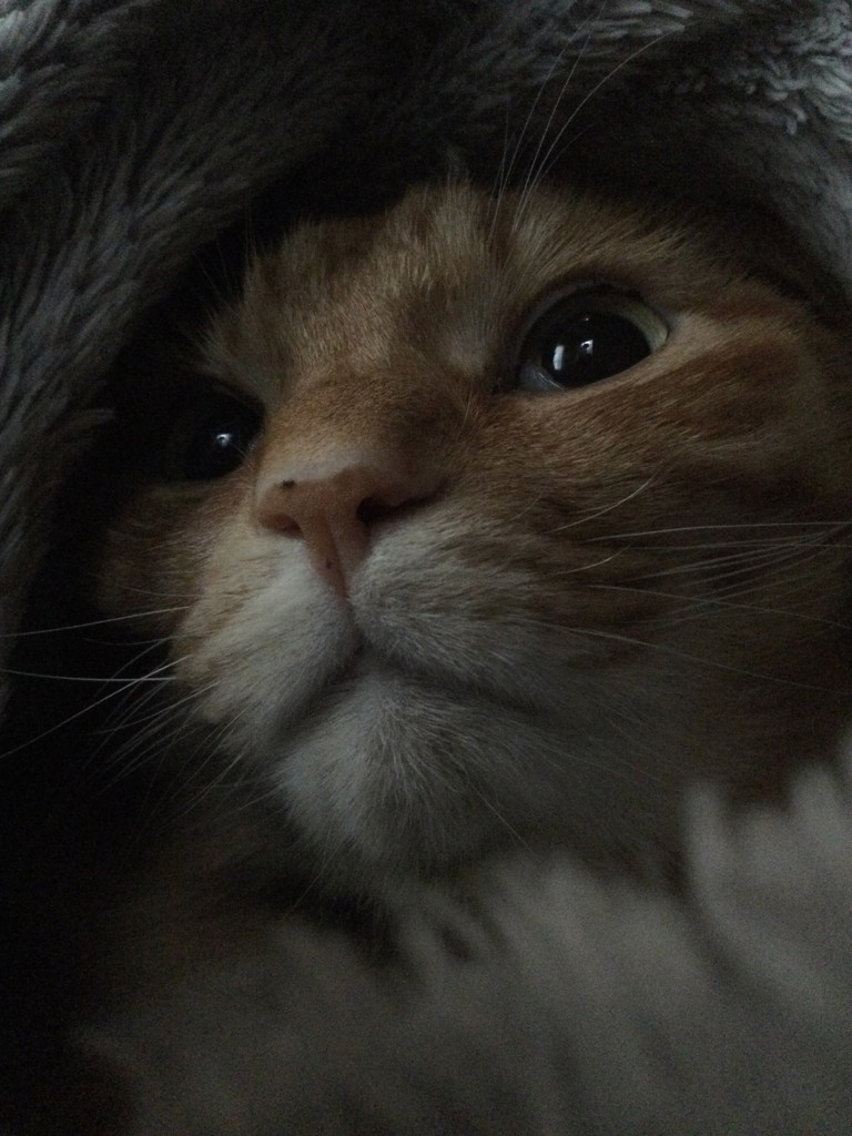 Kopi kucing