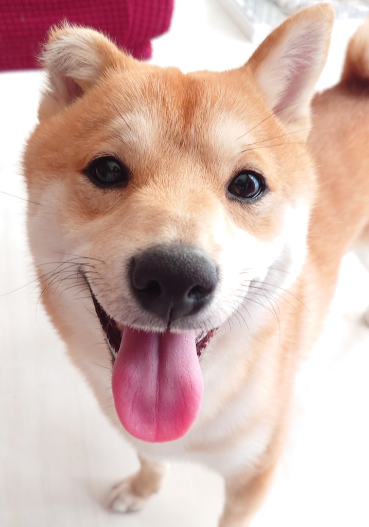 kazu_knk