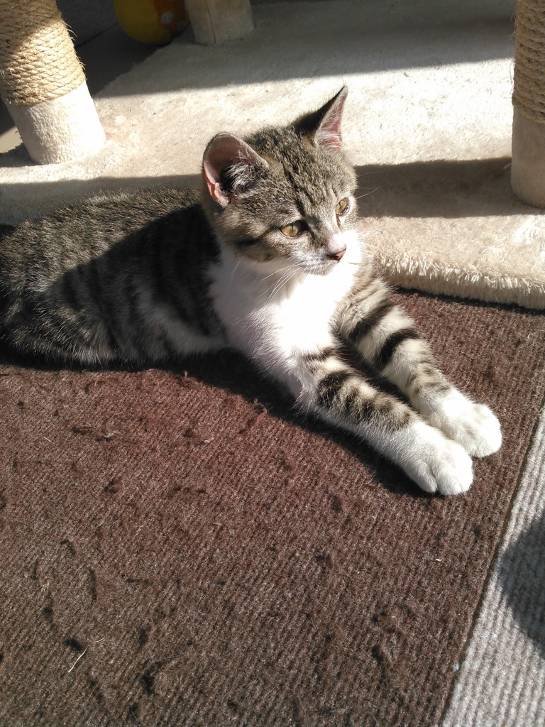 ミエリン